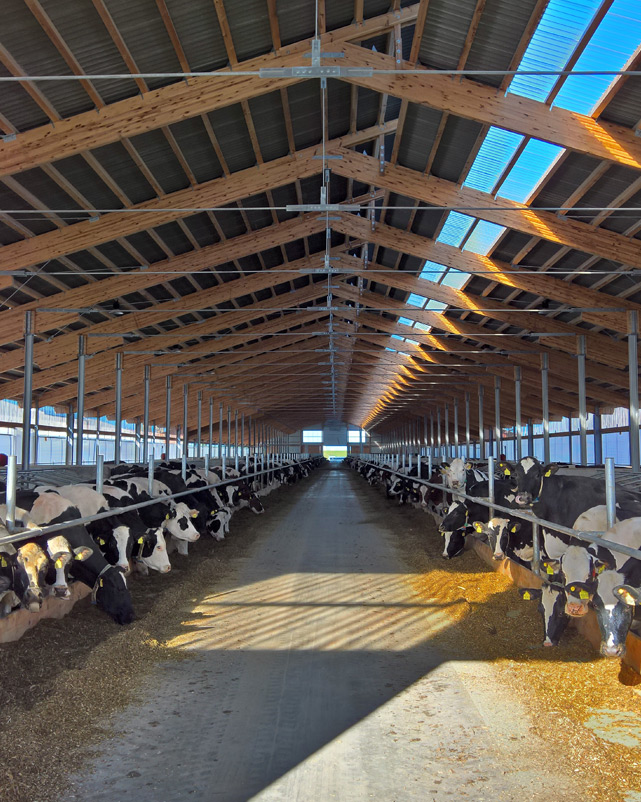 Milchkühe in der Stallung