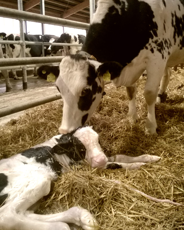 300 Kälber im Bestand